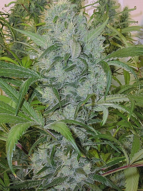 Closeup7Wks#2Flowering1_23_2004.jpg