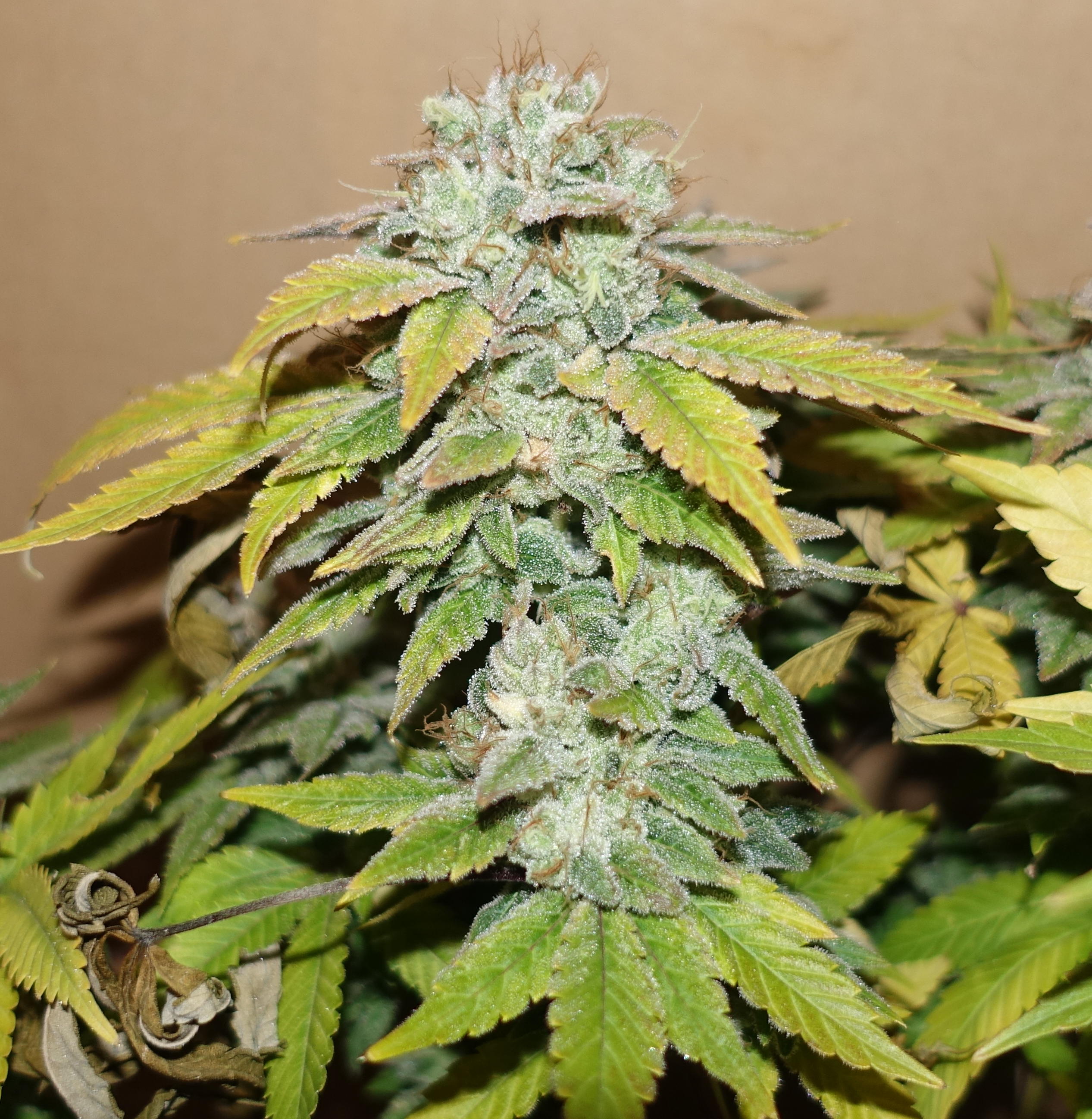 ConraD2nug@9-10.jpg