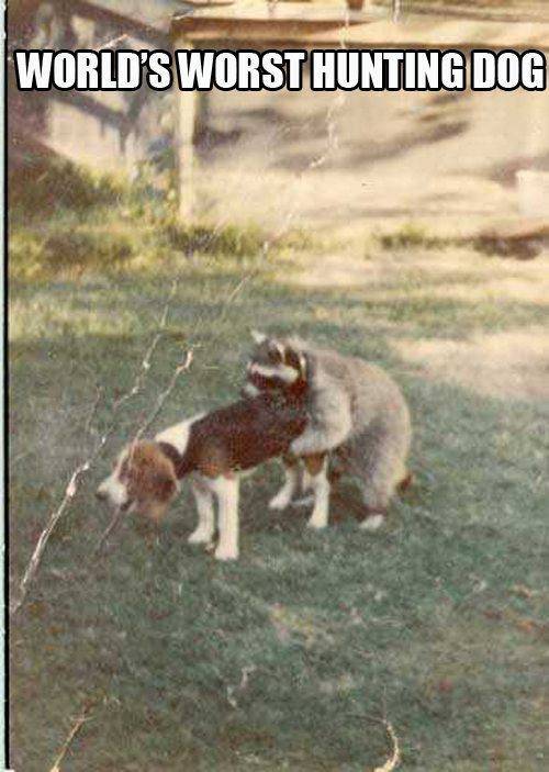 Coon dog.jpg