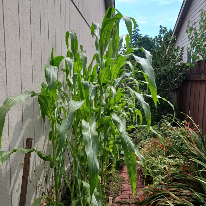 corn08022024.jpg