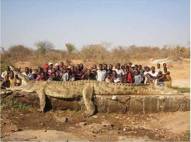 Crocodile.jpg