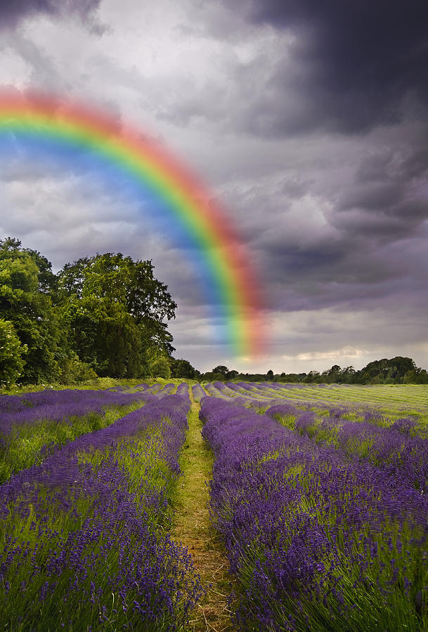 dark-storm-clouds-over-vibrant-lavender-field-landscape-matthew-gibson.jpg