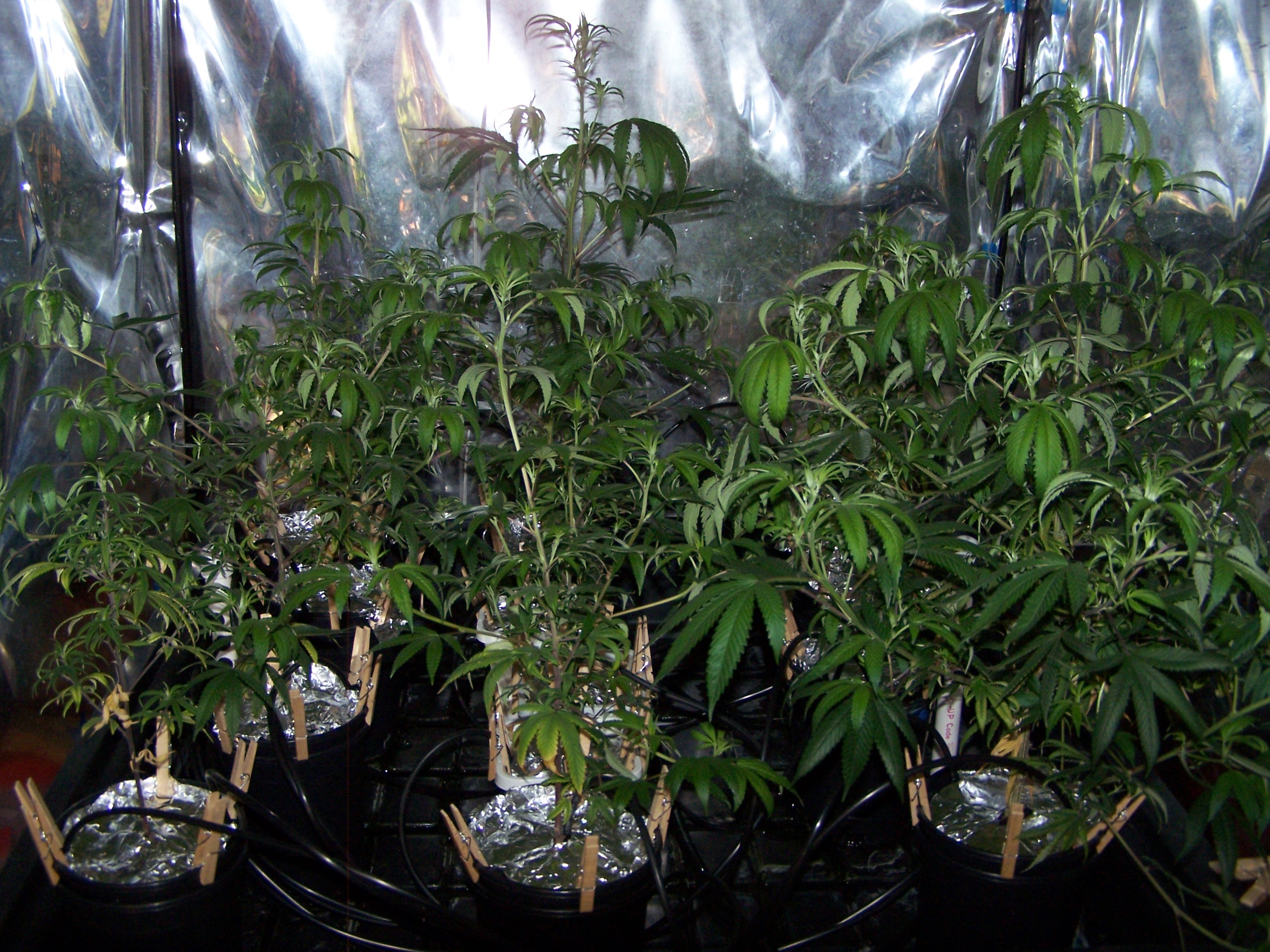 day 3 purple urkle 005.JPG