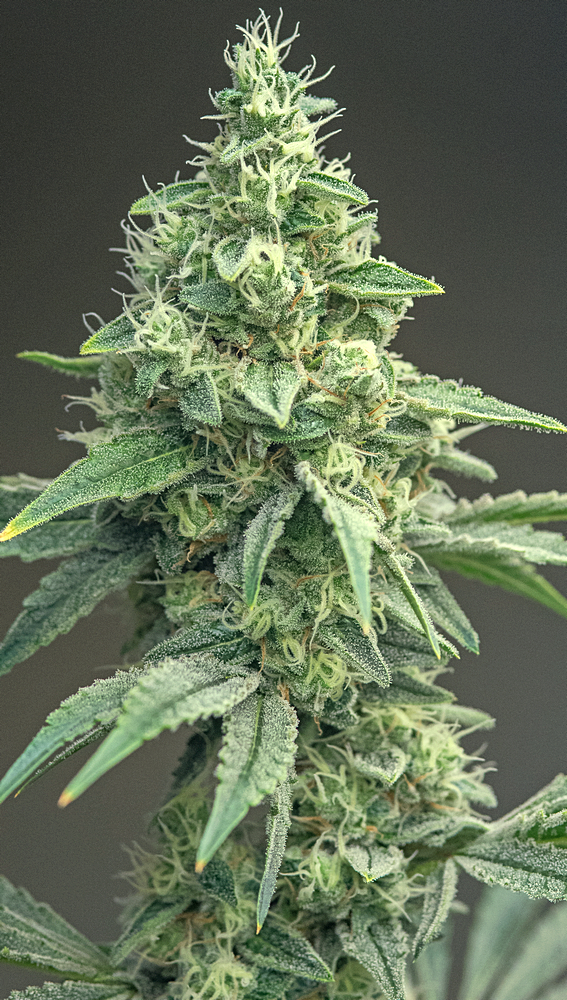 Day 47 of 88 MW bud 13 Dec.jpg