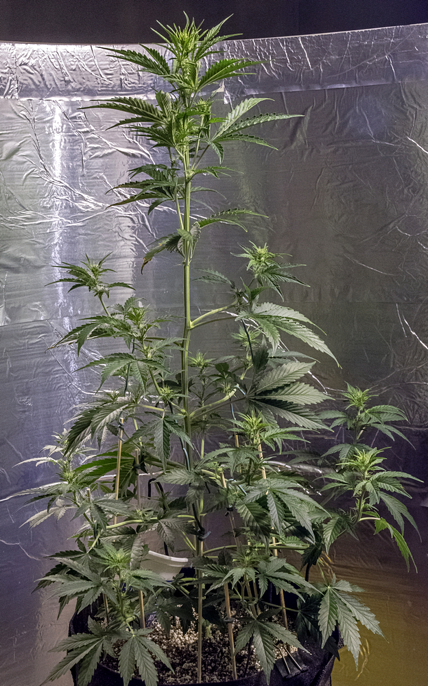 Day 49 CBD 10 Sept 2023.jpg