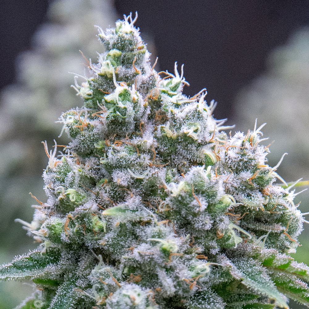 Day 61 of 102 HS bud 27 Dec.jpg