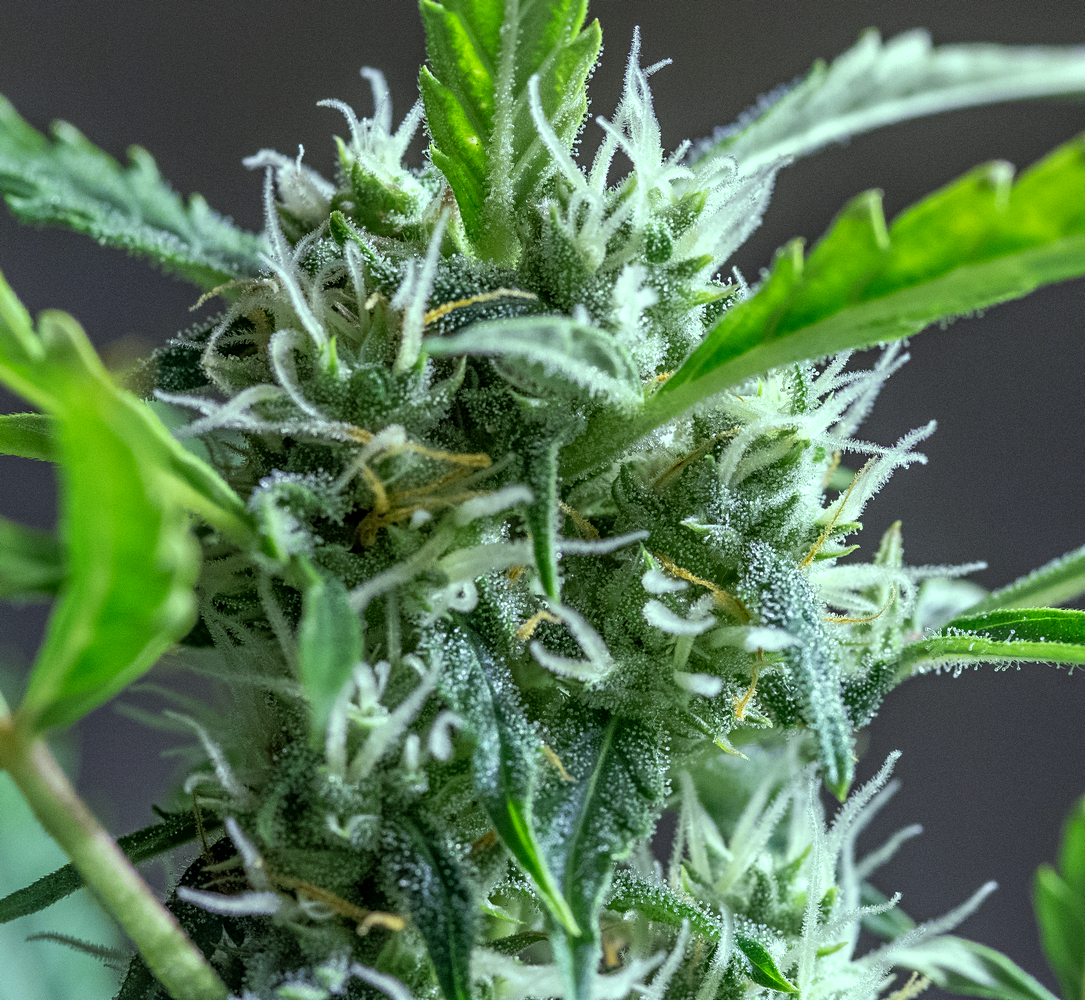 Day 64 CS bud 25 Sept 2023.jpg