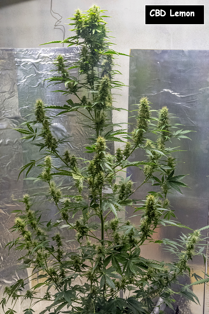 Day 71 CBD Lemon full 2 Oct 2023.jpg