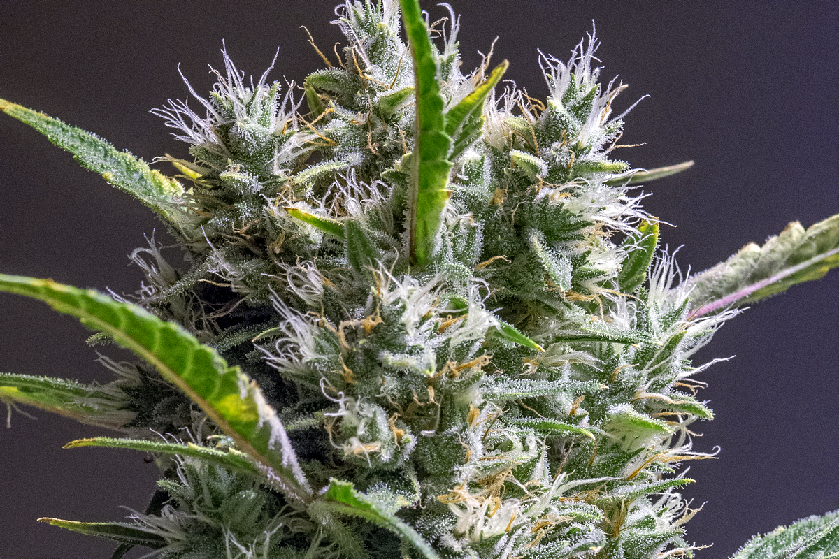 Day 82 GP bud close up 11 Oct 2023.jpg