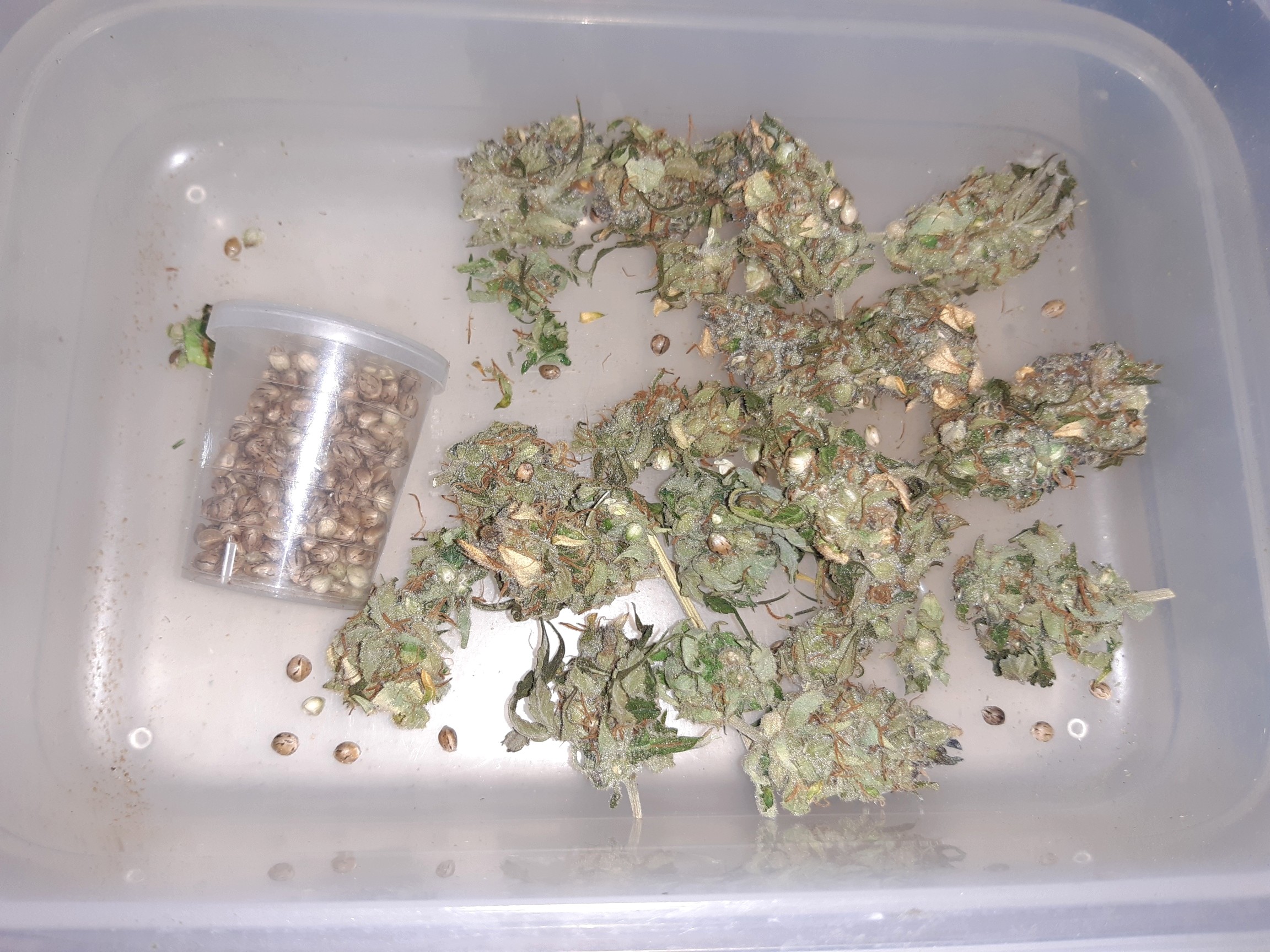 DCxPAN_s2_seeds.jpg