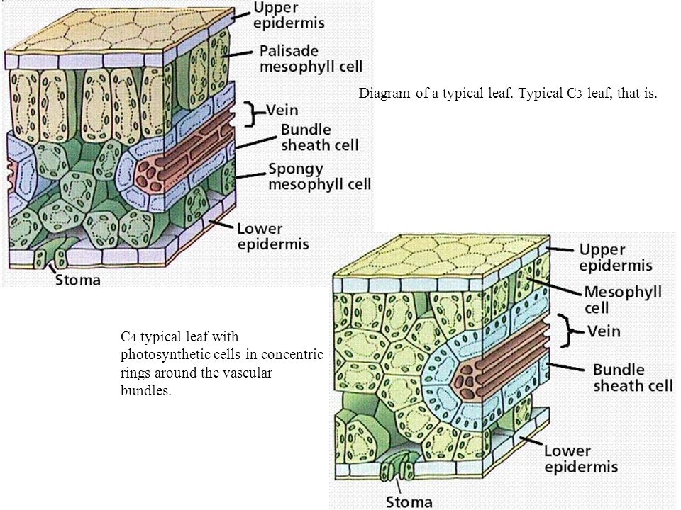 Diagram+of+a+typical+leaf.+Typical+C3+leaf,+that+is..jpg