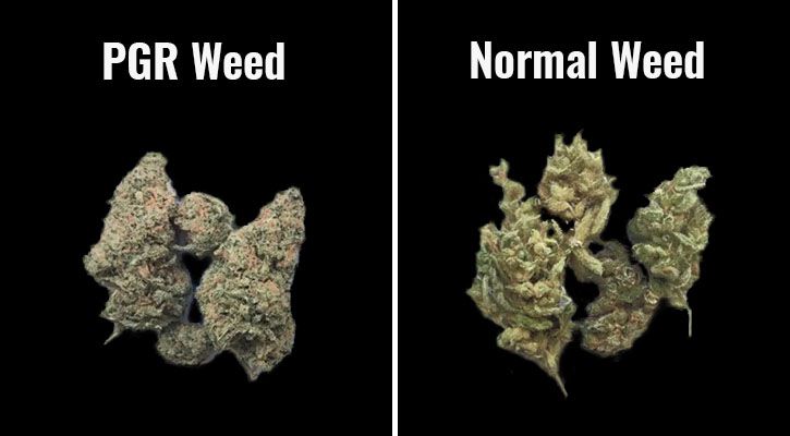 Difference-between-PGR-cannabis-and-normal-cannabis-1.jpg