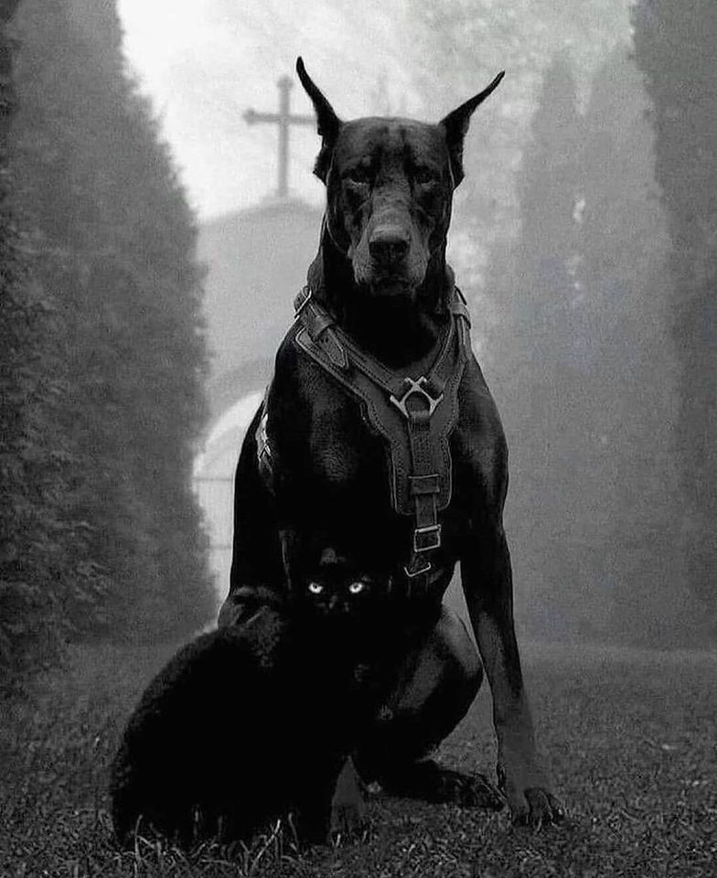 Dobermann-2.jpg