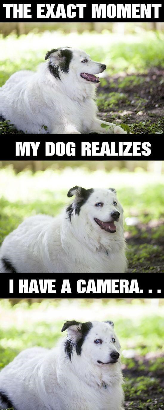 dog-exact-moment-my-dog-realizes-m-jamielais-have-camera.jpeg