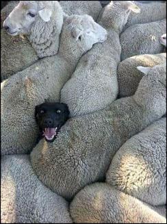 Dog in sheeps.jpg