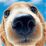 dog3.gif