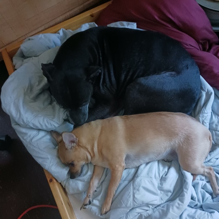 dogssleep.jpg