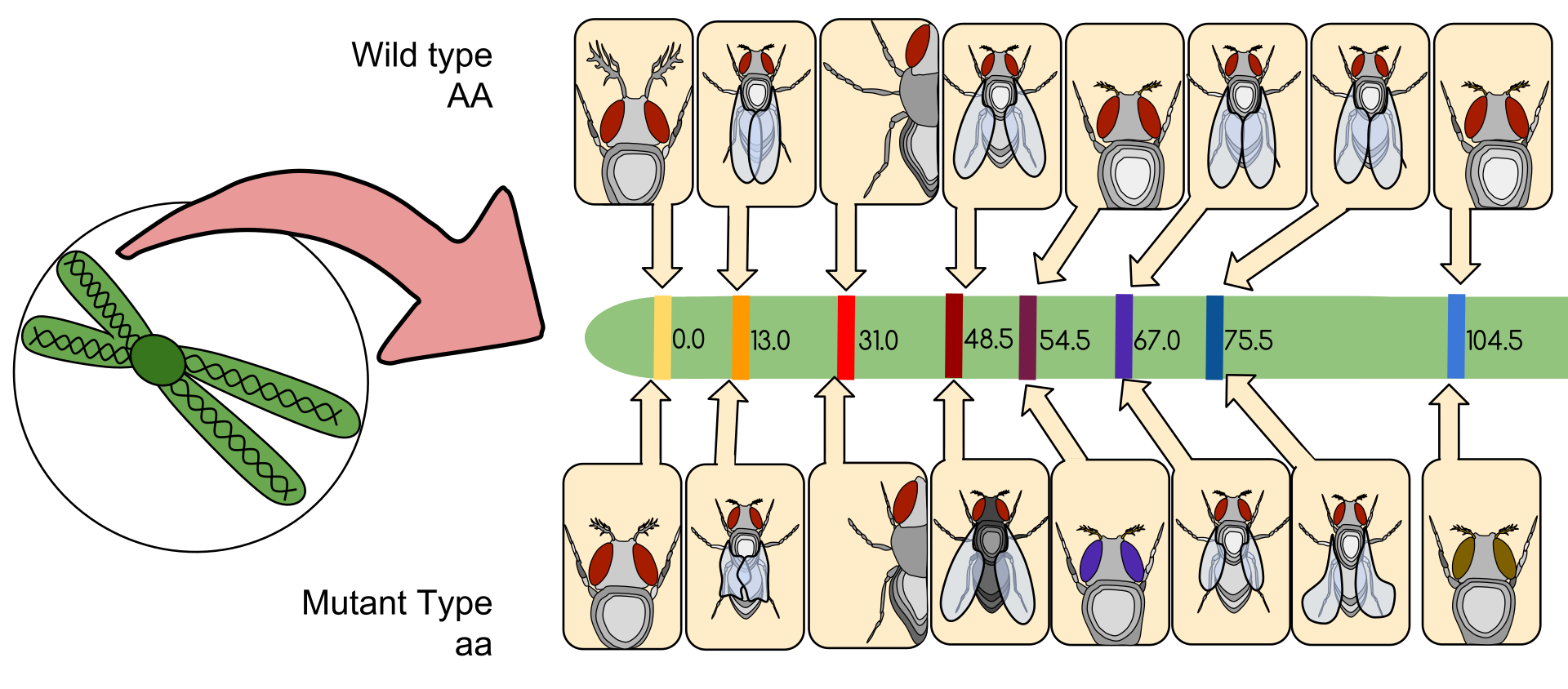 Drosophila_Gene_Linkage_Map.svg.png