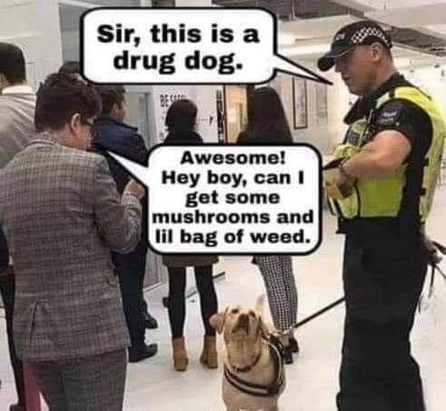 drugdog.jpg