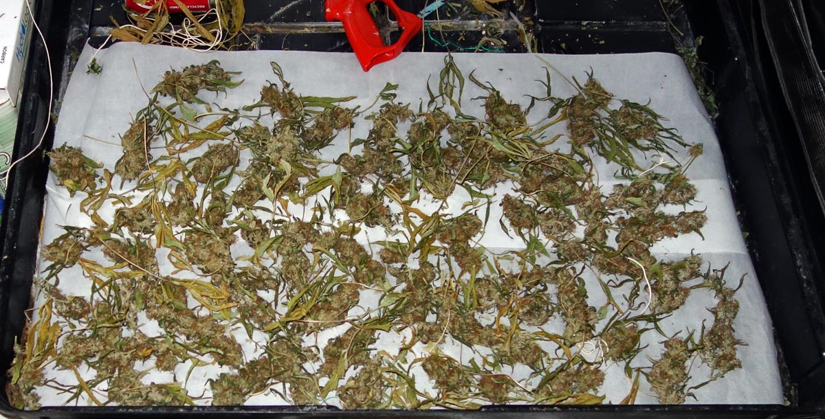 drying-colas.jpg