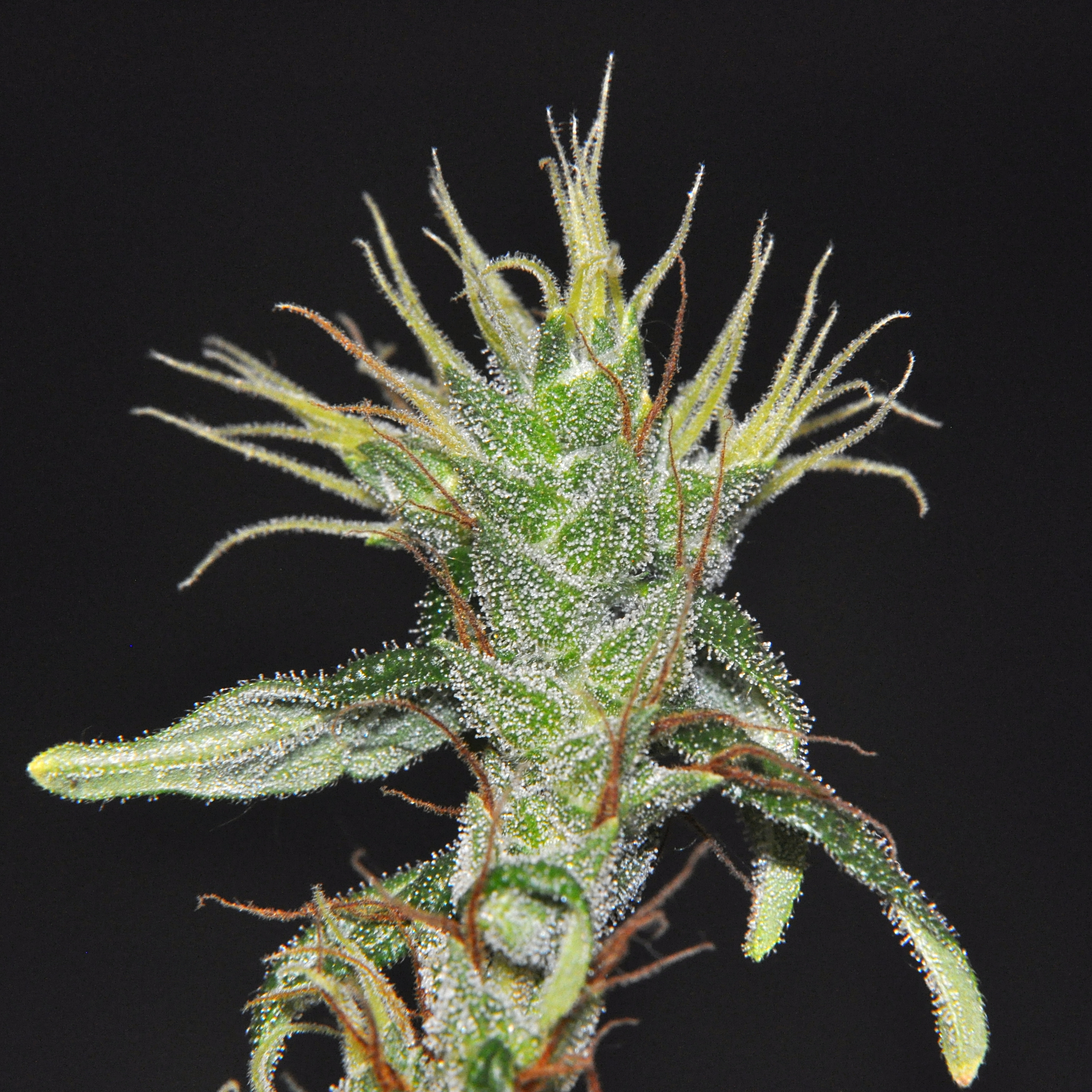 DSC_0341_pheno2.JPG