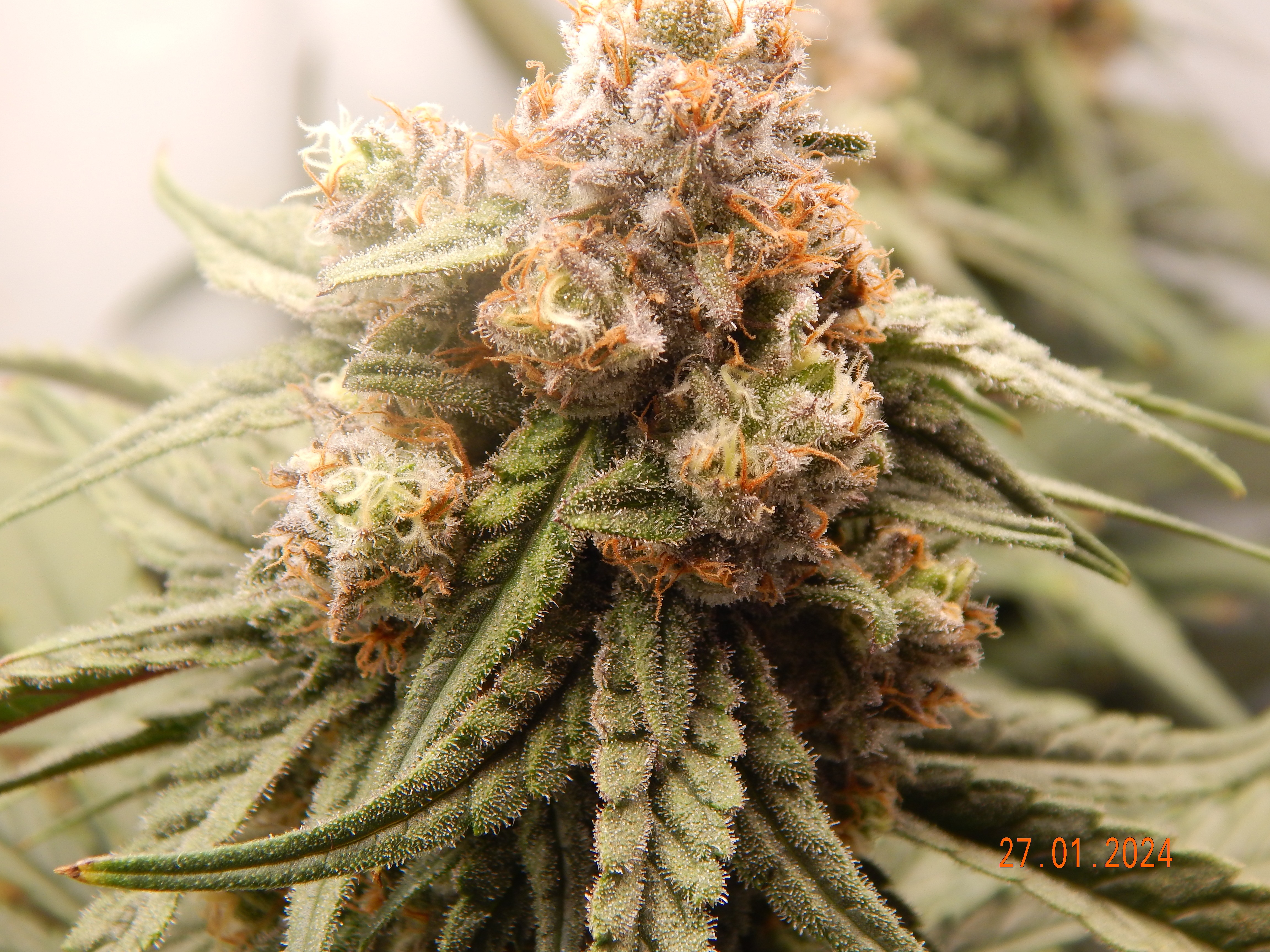 Incredible bulk - Flower Pictures & Videos - Strain Hunters Forum