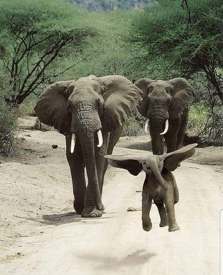 Dumbo.jpg