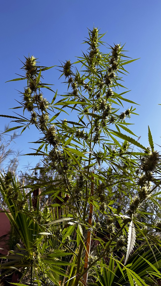 Durban-Poison-Outdoors.jpg