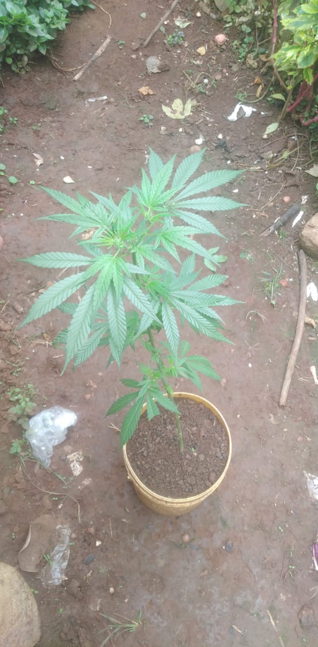 Eight Week Old Shashamane sativa .JPG