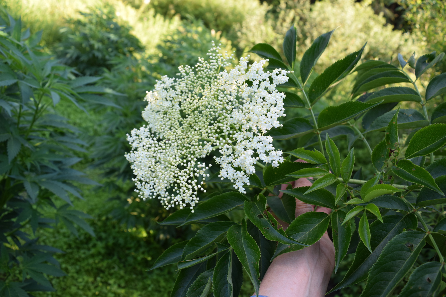 elderberry.JPG