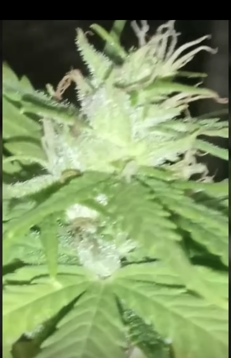 Ethiopia Landrace Sativa.JPG