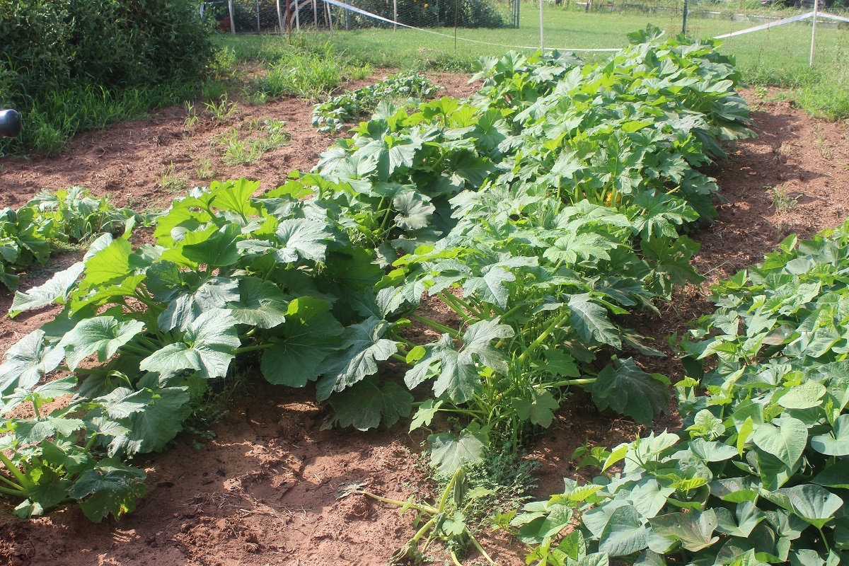 fall squash.jpg