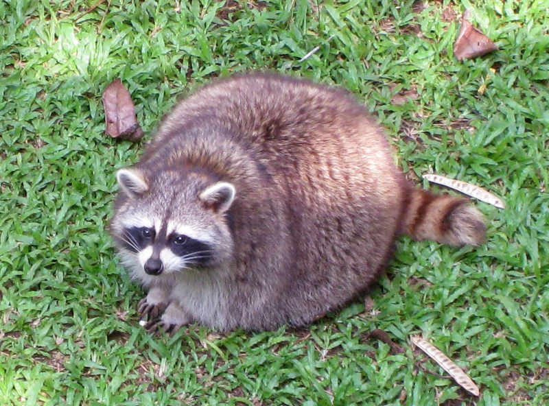 Fat coon.png