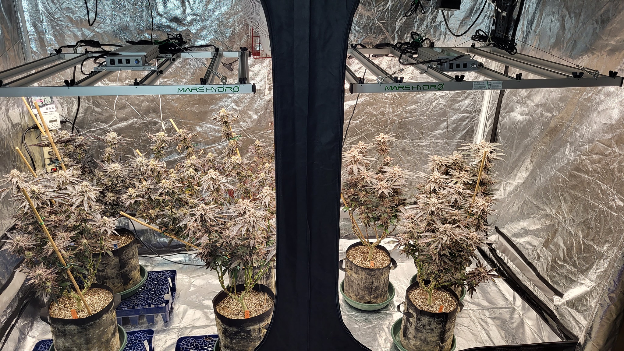FC-E4800-FB@Vince Anthony-It's day 63 for this Truffle Cake pheno , shes got a unique bud stru...jpg
