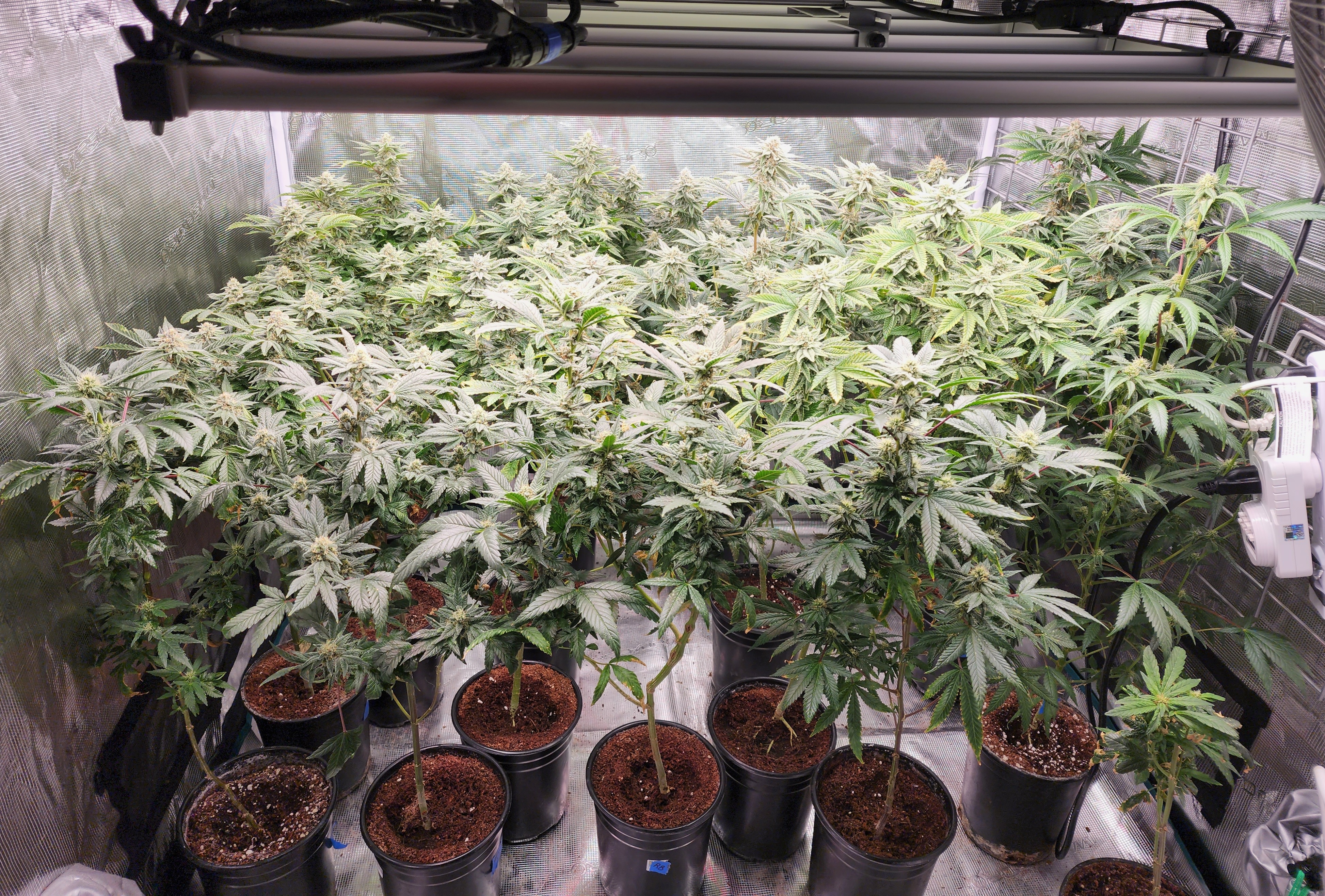 FCE-4800-@sturgeongeneral-blueberry x gg4- 35 days.jpg