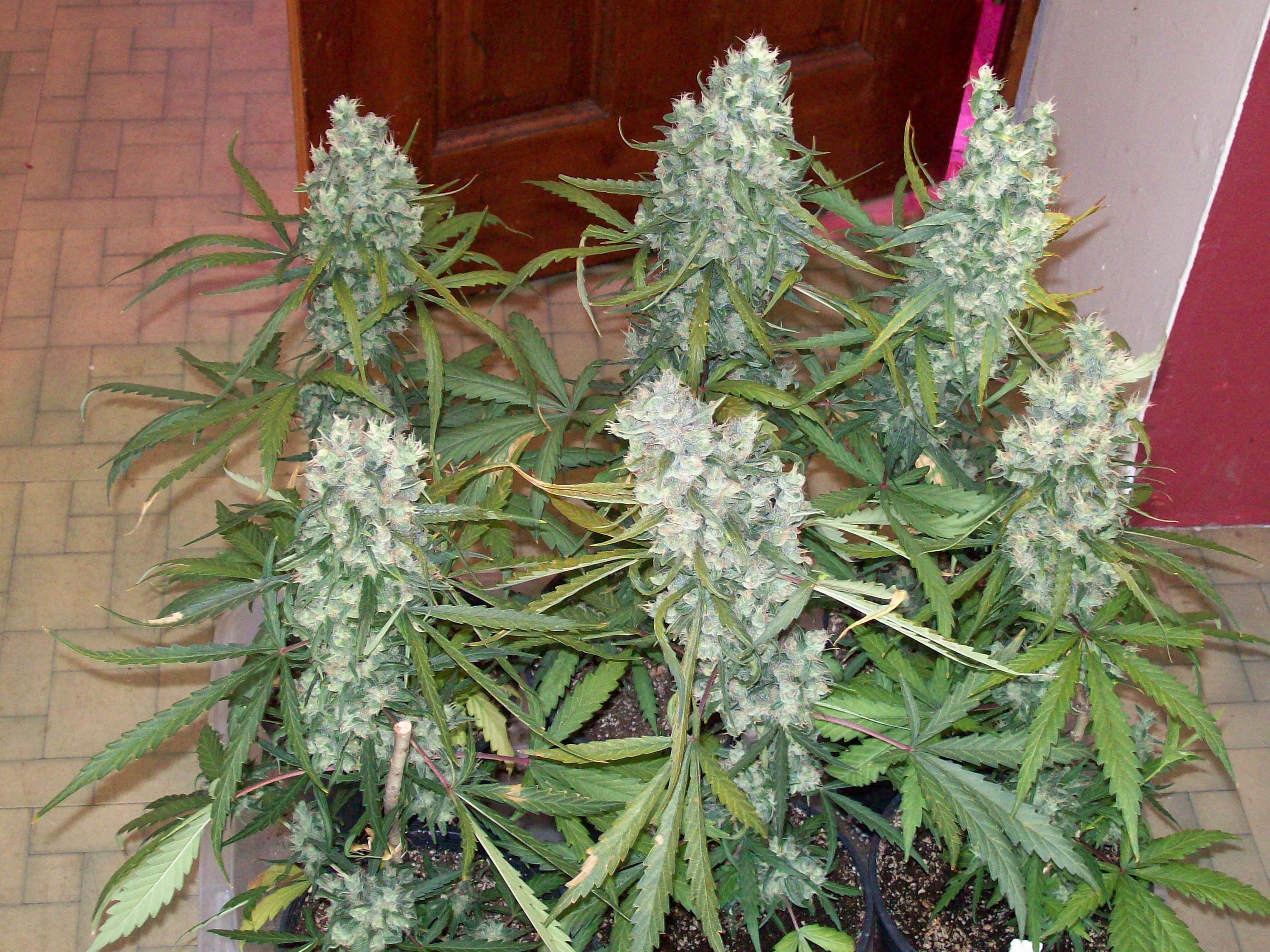 FEDERATION HAWIIAN SATIVA 002.JPG