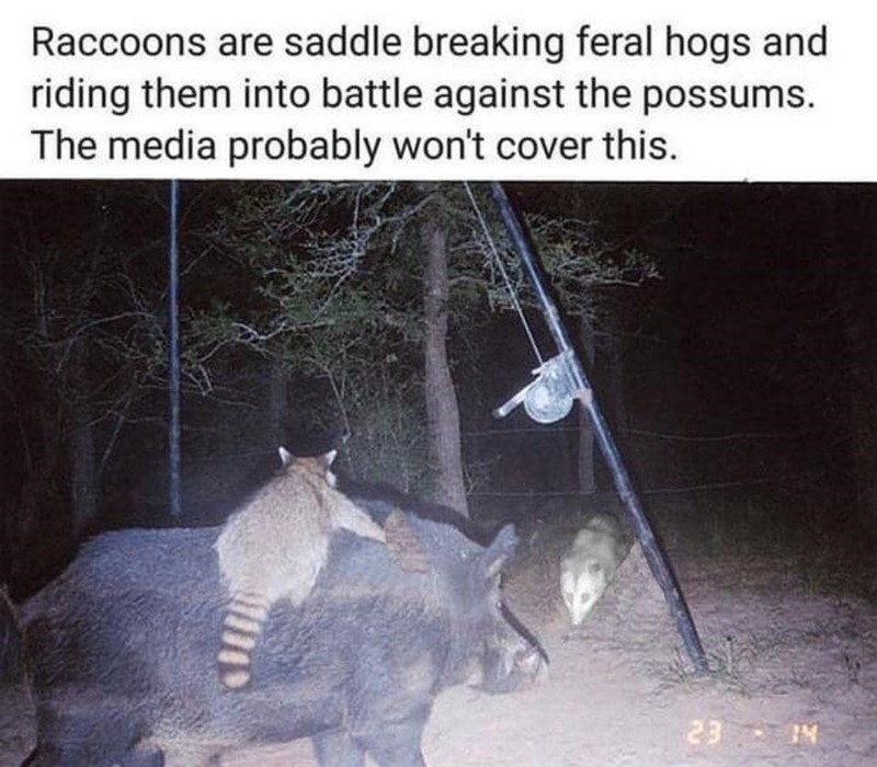 feral-hogs-and-riding-them-into-battle-against-possums-media-probably-wont-cover-this-23-14.jpeg