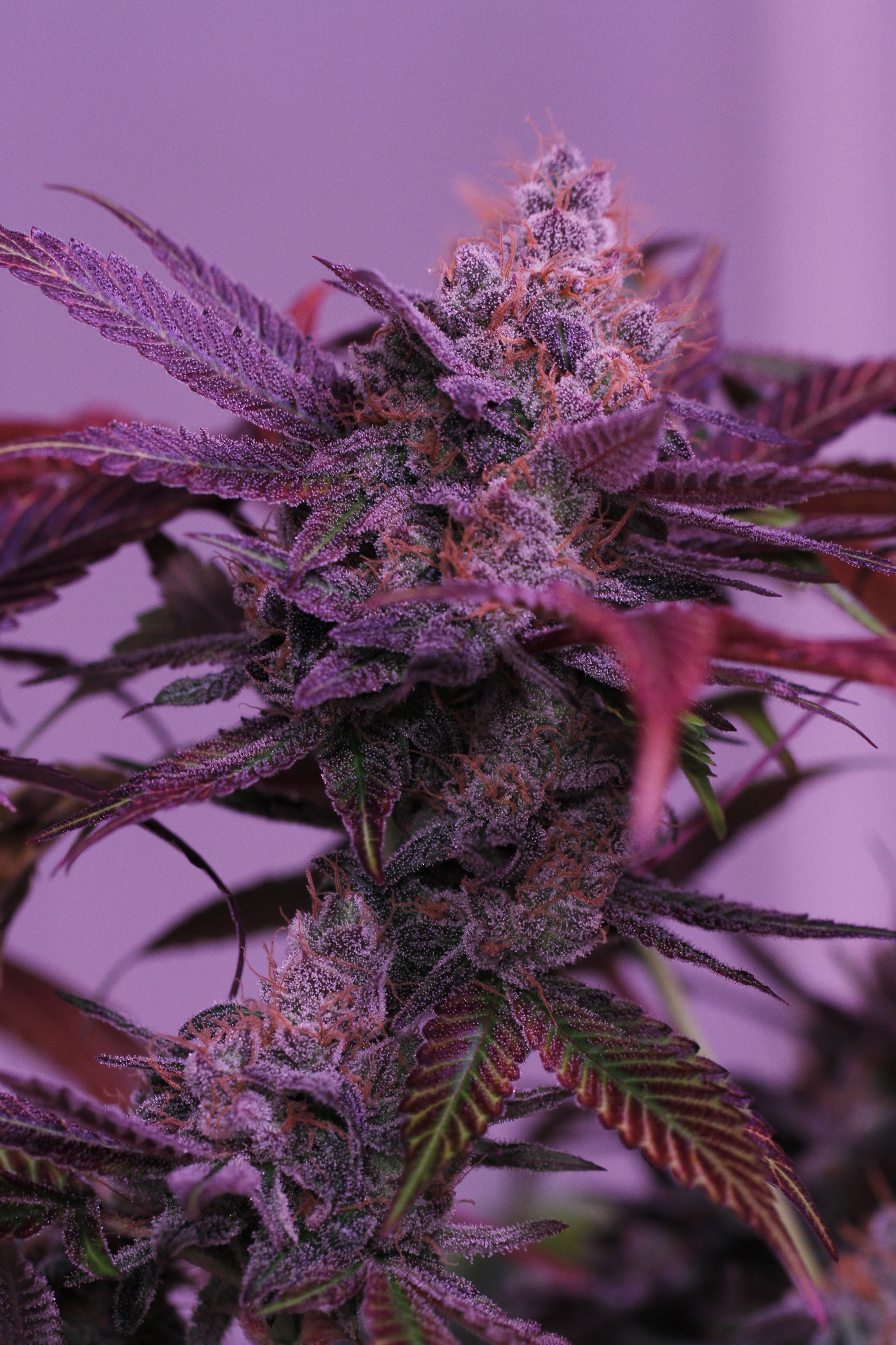 ffblue x haze #12.JPG