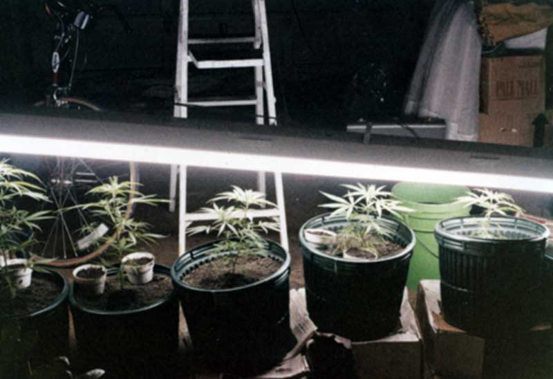 first_growroom.jpg