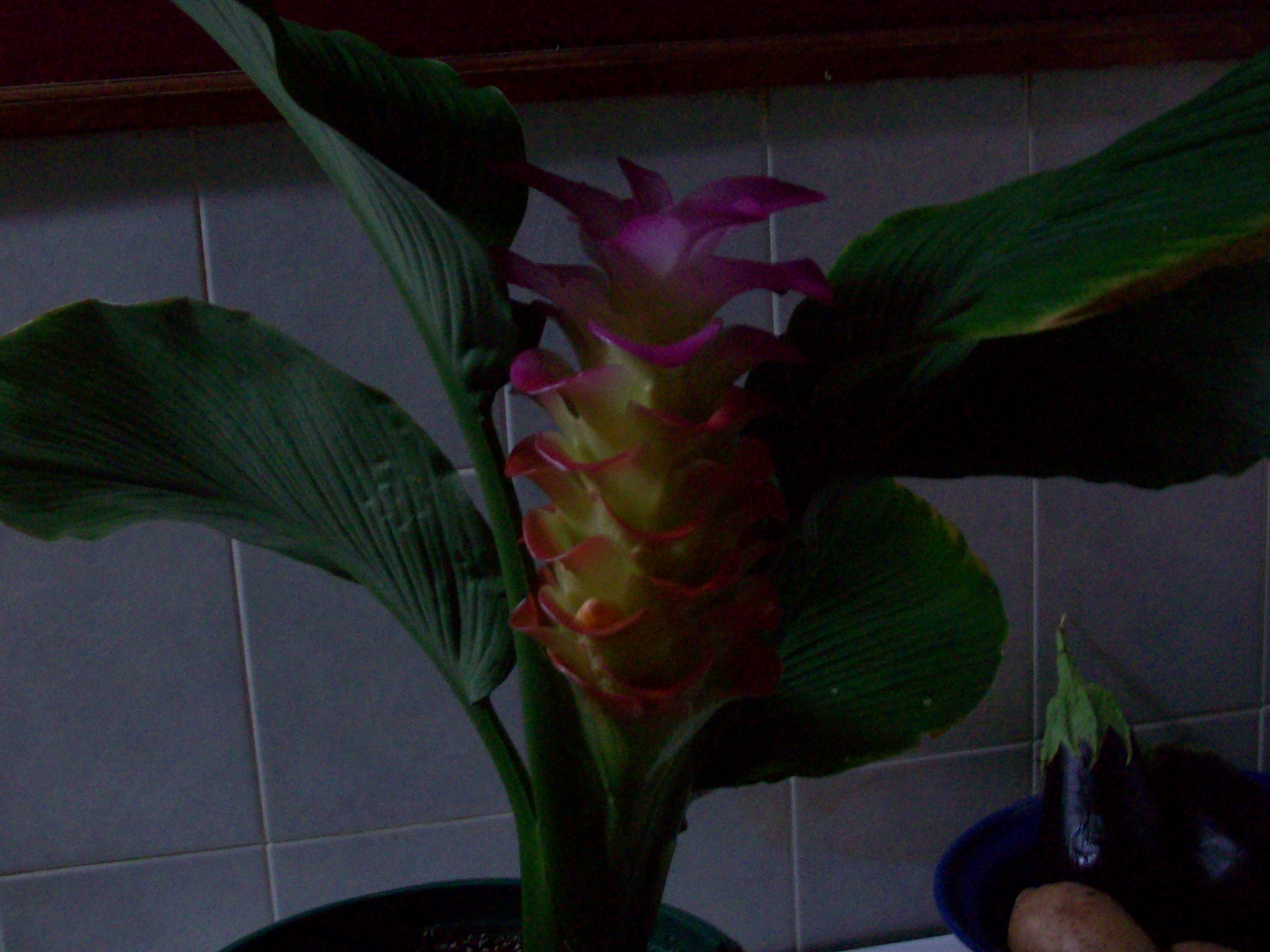 FLOWERING GINGER 004.JPG