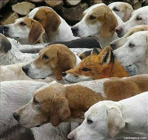 fox-and-hound.jpg