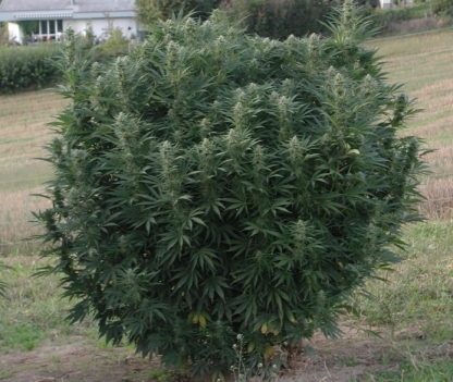 Fraise sativa grand.jpg