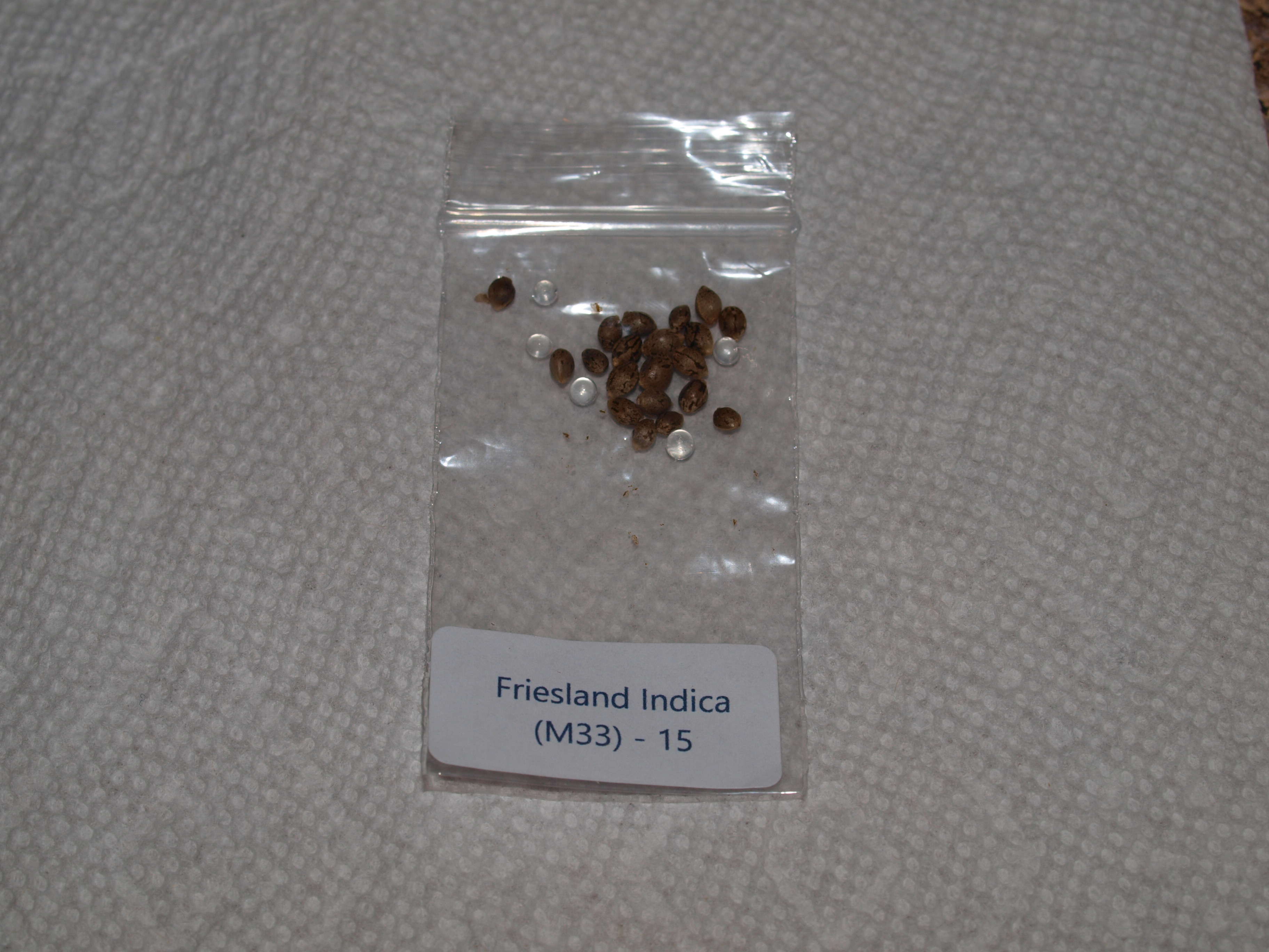 Friesland seeds.jpg