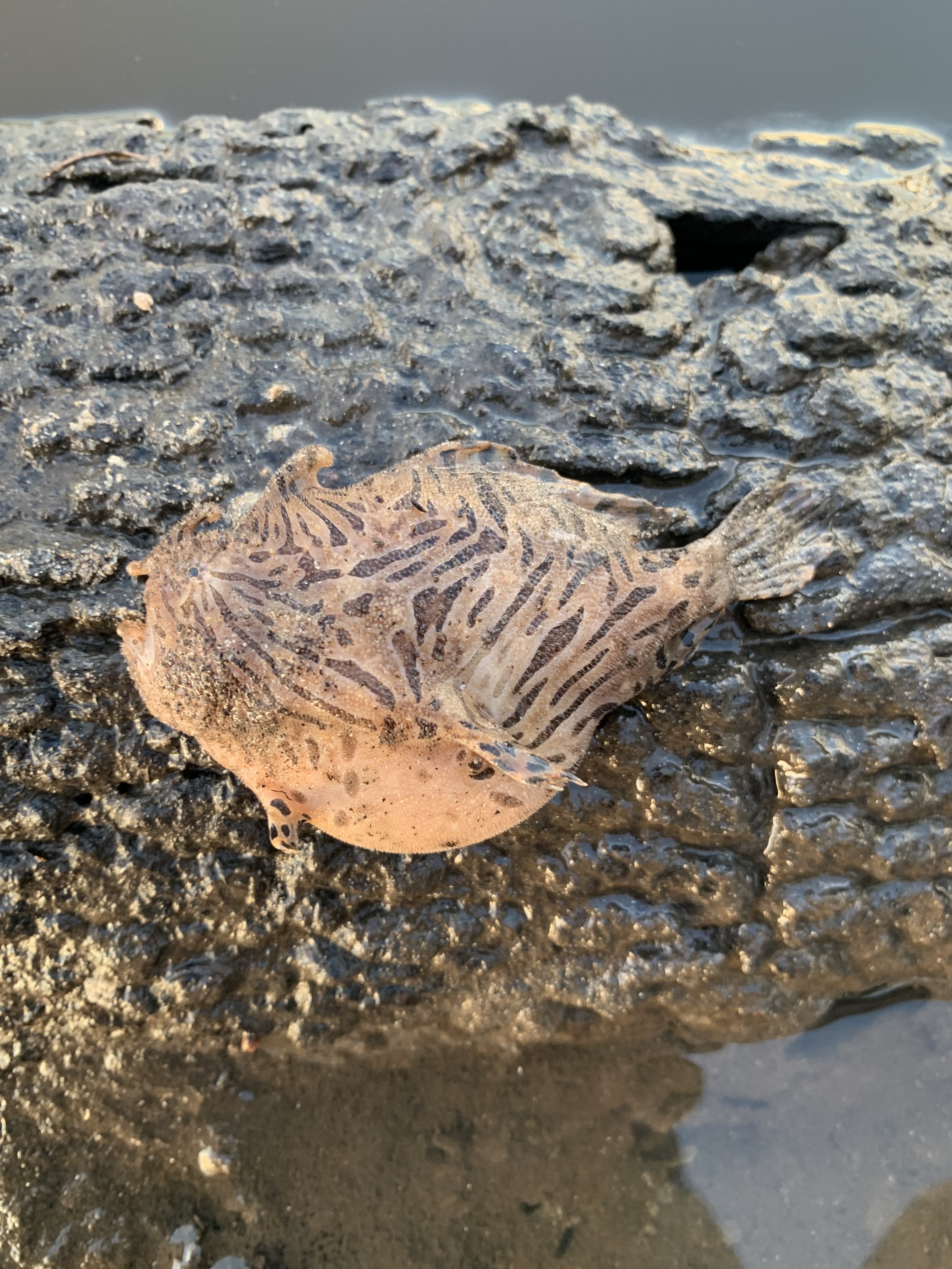 frog fish - Copy.jpg