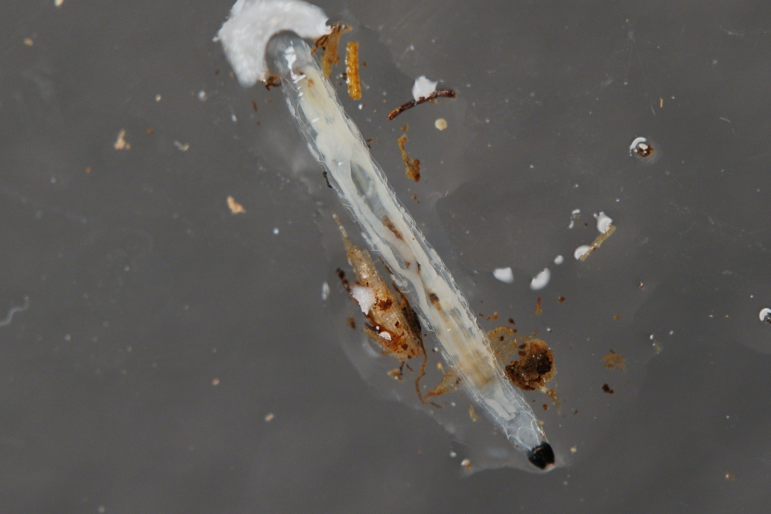 fungus gnat larvae (2).JPG