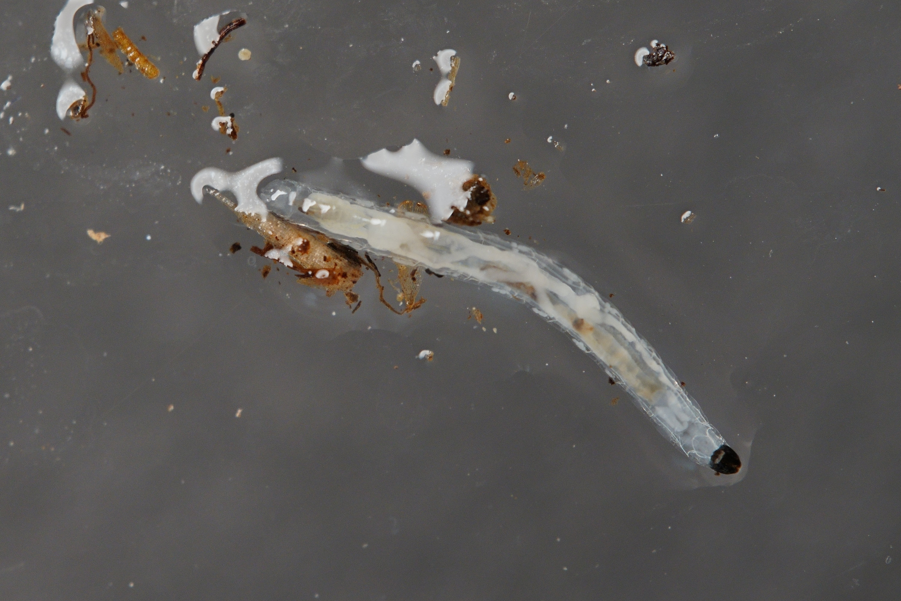 fungus gnat larvae (3).JPG