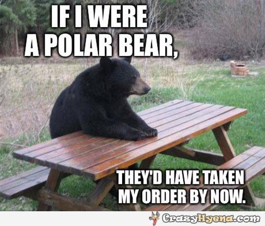 funny-discrimination-grizzly-bear-polar.jpg