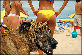 funny-dog-face-hot-girls-beach.jpg