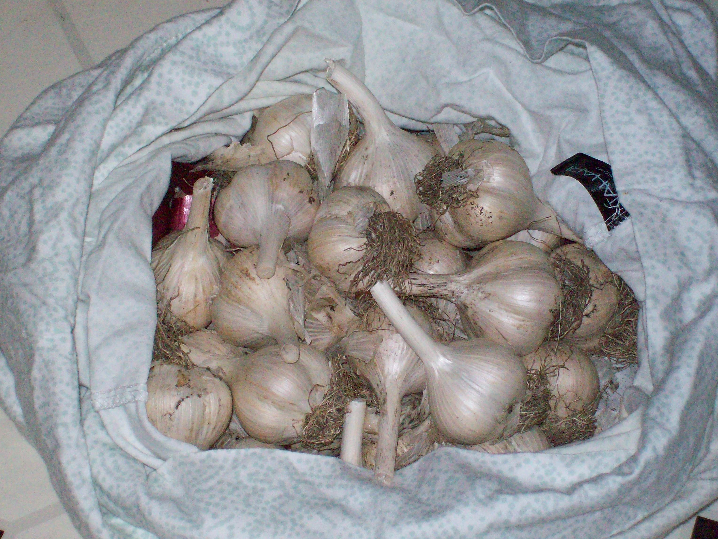 GARLIC 2024-04-09 002.JPG