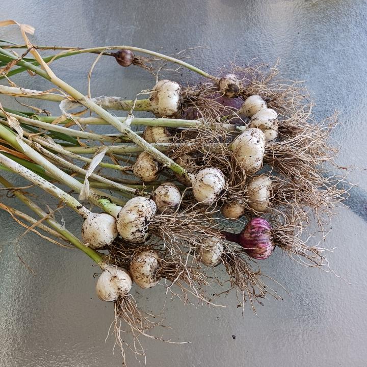 garlic06062024.jpg